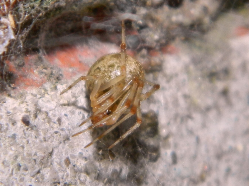 Parasteatoda tepidariorum con larva di Cydalima perspectalis